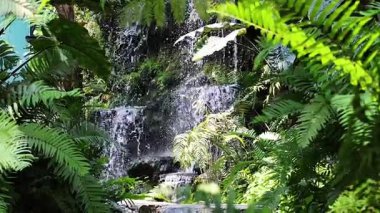 Yükselen bir şelaleyi çevreleyen yemyeşil