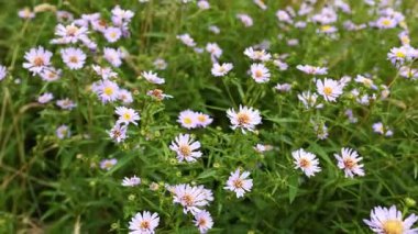 Dunkeld, İskoçya 'da açan mor papatyalar