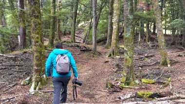 Mavi ceketli bir yürüyüşçü Queenstown 'da sakin bir ormanda yürüyor. Doğal ışıklandırma yemyeşil ve toprak yolu vurgular.