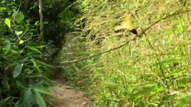 Yeşillik, yemyeşil bir orman yolunu keşfediyorum.