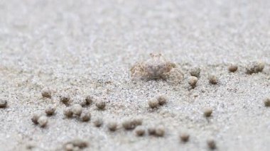 Hayalet yengeç hareket ediyor ve kum toplarını şekillendiriyor