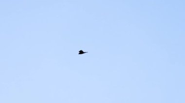 Bir kartal zarif bir şekilde Yeni Zelanda 'nın Akaroa üzerinde açık mavi gökyüzünde süzülür.