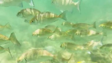 Berrak sularda mercan resifleri arasında canlı tavşanlar yüzer, Yanui Sahili, Phuket yakınlarında çeşitli deniz yaşamları sergiler.