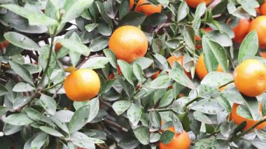 Dallarda yetişen portakalların yakın görüntüsü