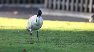 Ibis Melbourne Hayvanat Bahçesinde çimlerde yürüyor