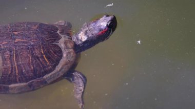 Bir kaplumbağa suda huzur içinde süzülür.