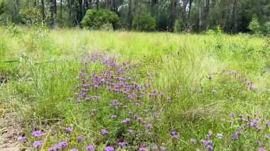 Serin bir çayırda canlı kır çiçekleri