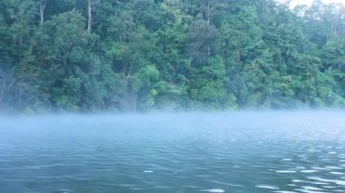 yemyeşil orman zeminli sisli nehir