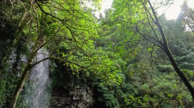 Yükselen şelalesi olan yemyeşil yağmur ormanı, Dorrigo Ulusal Parkı 'nın sükunetini sergiliyor.
