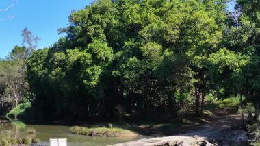 Parlak gün ışığında sakin bir derenin yanındaki yemyeşil orman. Statik kamera doğal güzelliği ve sakin atmosferi yakalar.