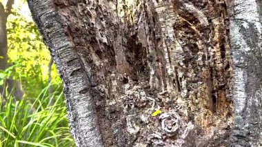 Avustralya 'da aktif olarak ağaç yiyen termitler.