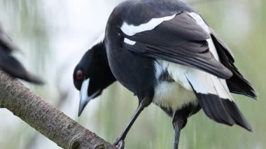 Bir Avustralyalı saksağan bir dala tünemiş, tüylerini kabartıyor. Ayar, yumuşak ışıklandırma ve bulanık bir arkaplan ile doğal.