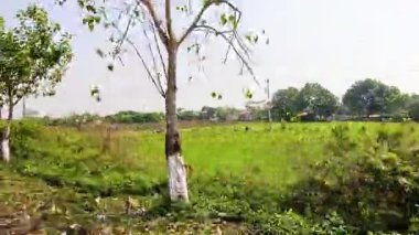 Yeşillik ve ağaçların sergilendiği manzaralı bir gezinti.