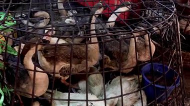 Kafese kapatılmış kazlar, market ortamı