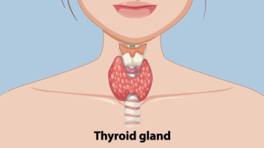 Detaylı tiroit bezi anatomisi ve etiketleme
