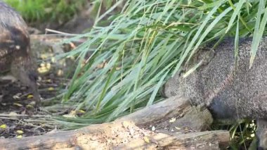 Uzun otların arasında gezinen bir yaban domuzu