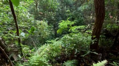 Yoğun yeşillik ve ormandaki ağaçlar