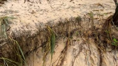 Bitkileri etkileyen, çevresel değişiklikleri ve doğal süreçleri vurgulayan kıyı aşınmalarını gösteren bir dizi