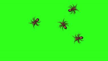 Yeşil arka planda sürünen örümcekler