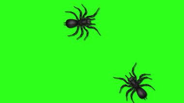 Yeşil arka planda sürünen animasyon örümcekler.