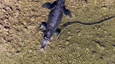 Drone görüntülerinde Port Douglas 'ın berrak sularında yüzen tuzlu su timsahı doğal yaşam alanını ve hareketini gösteriyor.