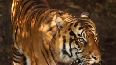 Bir kaplan etrafını sarmış yürüyor