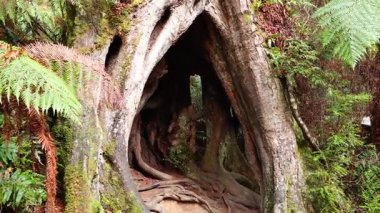 Antik ağaçların ve yemyeşil çimlerin arasında yolculuk