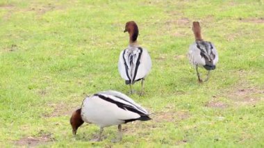 İki ördek otlak arazide yiyecek arıyor.