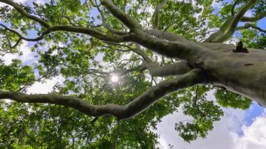 Okaliptüs ağacı dalları ve yaprakları güneş ışığıyla süzülüyor, aşağıdan sakin bir doğal ortamda çekiliyor.