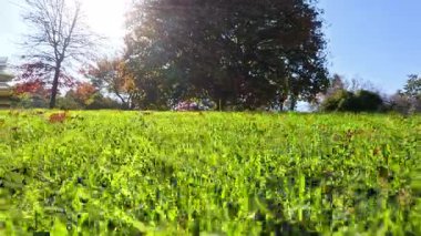 Melbourne Parkı 'nda çimenler, ağaçlar ve güneş ışığı