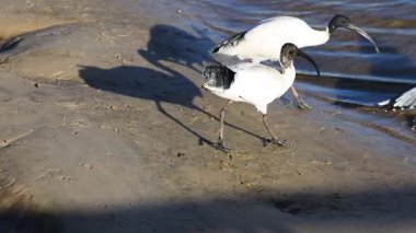 Ibis ve martı su kenarında etkileşim halindeler.