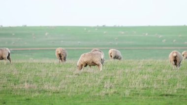 Koyunlar yemyeşil bir alanda otluyor.