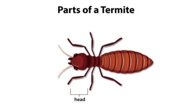 Termit vücut parçalarının detaylı bozulması