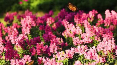 Turuncu kelebekler zarif bir şekilde pembe ve mor çiçek tarlasının üzerinde çırpınarak huzurlu ve renkli bir manzara yaratırlar.