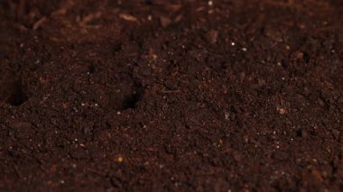 Ellerin yakın plan çekimleri karanlığa tohum ekiyor, yumuşak ışıklandırma altında nemli toprak, bahçıvanlığı ve büyümeyi ön plana çıkarıyor