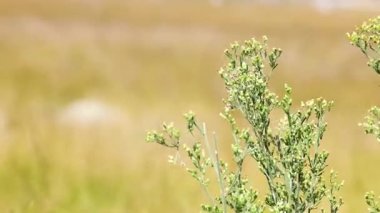Rüzgarda hafifçe hareket eden tek bir yeşil bitki