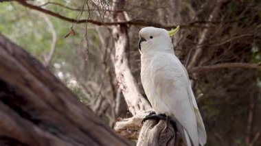 Bir papağan doğanın bir dalında oturur.