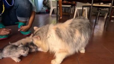 Kedi, yavru kedileriyle nazikçe etkileşime girer..