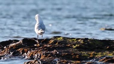 Okyanusun kıyısındaki kayalarda duran martı.