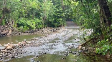 Bir 4x4 aracı yemyeşil yağmur ormanlarında kayalık bir derede geziniyor ve off-road yetenekleri sergiliyor.