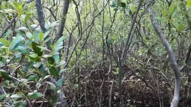 Yoğun mangrov bitkilerinin arasında bir yürüyüş