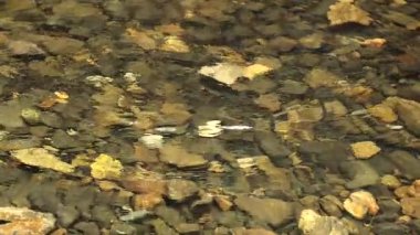 Temiz su taştan bir yatağın üzerinde akıyor.