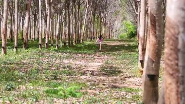 Bir kadın Phuket, Tayland 'da güneşli bir kauçuk ağaçlığında yol boyunca koşuyor, dingin ve enerjik bir anı yakalıyor.