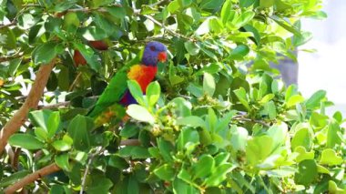 Yoğun yeşillikler arasında tüneyen ve etkileşen canlı lorikeetler, dinamik kamera açılarıyla parlak doğal ışık altında yakalanır.