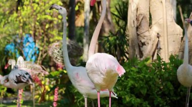 Flamingolar yemyeşil doğal ortamlarda etkileşim halindedirler.