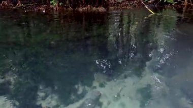 Berrak sularda, yemyeşil sularda kano yapmak.