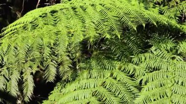 Titrek yeşil eğrelti otları doğal ışıkta yavaşça sallanarak sakin bir orman atmosferi yaratır.