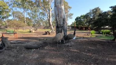 Emus onların yaşam alanlarında yürüyor ve etkileşime geçiyor.