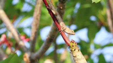Kertenkele çiçek açan bir dalda çaprazlama yükseliyor