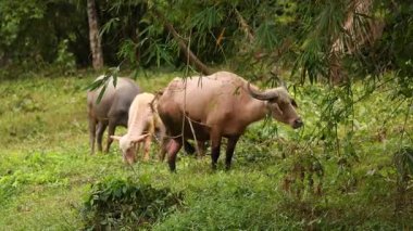 Bufalo ve sığırlar, Tayland 'ın Phuket kentindeki yemyeşil bir tarlada, doğal gün ışığında, bambu ve yeşilliklerle çevrili olarak huzur içinde otlarlar.